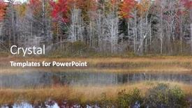  Presentation with autumn leaves - PPT layouts consisting of silver-birch-trees-with-fallen background and a violet colored foreground