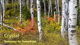  Presentation with fall-foliage - Presentation theme featuring silver-birch-trees background and a tawny brown colored foreground