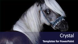  Presentation with silver - Beautiful slide set featuring silver-black american shetland pony backdrop and a navy blue colored foreground