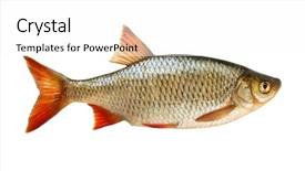  Presentation with common cold cough - Slides enhanced with silver carp fish - common rudd scardinius erythropthalmus isolated background and a white colored foreground