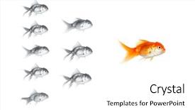  Presentation with goldfish - PPT theme consisting of follow up - silver goldfish following the leader background and a white colored foreground