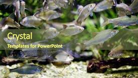  Presentation with migration - Cool new presentation with silver gray fish underwater view backdrop and a tawny brown colored foreground