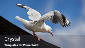  Presentation with australia - PPT layouts having silver-gull-chroicocephalus-novaehollandiae-landing background and a dark gray colored foreground