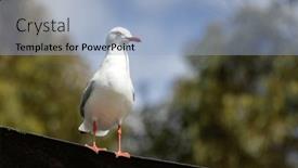  Presentation with australia - PPT theme enhanced with silver-gull-chroicocephalus-novaehollandiae-perched background and a light blue colored foreground