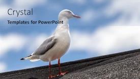  Presentation with australia - Presentation theme enhanced with silver-gull-chroicocephalus-novaehollandiae-perched background and a light blue colored foreground