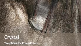  Presentation with quarter - Beautiful theme featuring silver horse portrait backdrop and a gray colored foreground