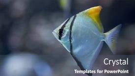  Presentation with silver - Audience pleasing PPT theme consisting of silver-moony-monodactylus-argentus backdrop and a ocean colored foreground