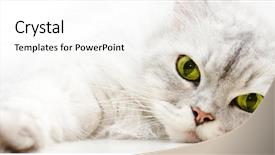  Presentation with persian - Slide set enhanced with silver shaded persian cat relaxing background and a white colored foreground