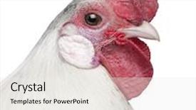  Presentation with hamburg - Slides having silver spangled hamburg rooster 1 year old in front of a white background background and a sky blue colored foreground