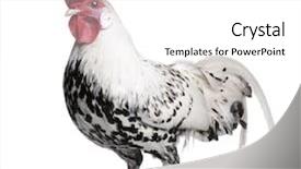  Presentation with hamburg - Audience pleasing theme consisting of silver spangled hamburg rooster 1 year old in front of a white background backdrop and a white colored foreground