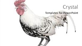  Presentation with hamburg - PPT layouts featuring silver spangled hamburg rooster 1 background and a white colored foreground