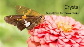  Presentation with silver tsunami geriatrics - Theme enhanced with silver-spotted skipper butterfly feeding background and a yellow colored foreground