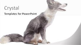  Presentation with fox - PPT theme enhanced with silver-tamed-fox-isolated background and a white colored foreground