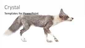  Presentation with fox - Slide deck with silver-tamed-fox-isolated background and a white colored foreground