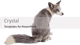  Presentation with fox - Slide deck having silver-tamed-fox-isolated background and a light gray colored foreground