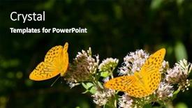  Presentation with butterfly - Presentation theme enhanced with silver-washed-fritillary-butterfly background and a black colored foreground