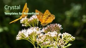  Presentation with butterfly - Colorful presentation design enhanced with silver-washed-fritillary-butterfly backdrop and a tawny brown colored foreground