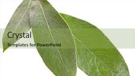  Presentation with branch - Amazing PPT theme having silver weeping willow branch leaves backdrop and a yellow colored foreground