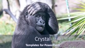  Presentation with infant - PPT theme enhanced with silverback-gorilla-displays-funny-antics background and a tawny brown colored foreground