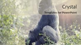  Presentation with rock - Beautiful PPT layouts featuring silverback gorilla sitting backdrop and a soft green colored foreground