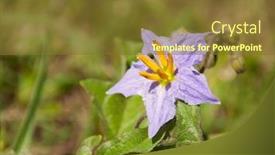  Presentation with spring - Slide set enhanced with silverleaf-nightshade-solanum-elaeagnifolium-blooming background and a tawny brown colored foreground