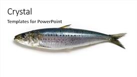  Presentation with sardines - Slide deck featuring silvery - nice shaped iwashi sardines isolated background and a white colored foreground