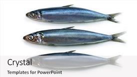  Presentation with sardines - Slides having silvery - three nice shaped sardines background and a white colored foreground