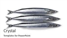  Presentation with pacific - Slide set consisting of silvery - three pacific saury cololabis saira background and a white colored foreground