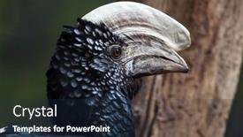  Presentation with animal - PPT theme having silvery-cheeked-hornbill-bycanistes-brevis background and a navy blue colored foreground