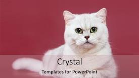  Presentation with hello kitty cute little kitten - Presentation theme having silvery chinchilla british kitten cat background and a coral colored foreground