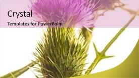  Presentation with milk thistle - Colorful slides enhanced with vegetable caviar in bank and on a table backdrop and a sky blue colored foreground.