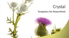  Presentation with milk thistle - Audience pleasing PPT theme consisting of businesswoman holding u s dollar bills above her head showing her success backdrop and a gray colored foreground.