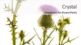  Presentation with milk thistle - Slides featuring portrait of a stylish girl in a hat and glasses against the backdrop of old architecture happy girl hipster sincere smiles background and a gray colored foreground.