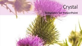  Presentation with milk thistle - Cool new presentation theme with silybum marianum - milk thistle flower isolated backdrop and a  colored foreground