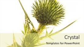  Presentation with milk thistle - Theme consisting of silybum marianum - milk thistle flower isolated background and a  colored foreground