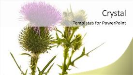  Presentation with milk thistle - Beautiful PPT theme featuring silybum marianum - milk thistle flower isolated backdrop and a white colored foreground