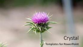  Presentation with thistle - Colorful presentation enhanced with silybum marianum - pink thistle in their habitat backdrop and a soft green colored foreground