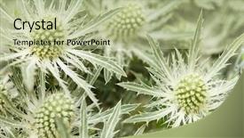  Presentation with thistle - Cool new slides with silybum marianum - thistle flowers backdrop and a mint green colored foreground