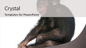  Presentation with old young - Presentation having simia troglodytes 5 years old background and a light gray colored foreground