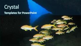  Presentation with coral - Colorful slides enhanced with similan islands thailand goatfish school backdrop and a ocean colored foreground