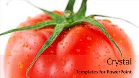 Presentation with tomato - Slides with simple bachground light colour agticulture - fresh juicy tomato isolated background and a  colored foreground