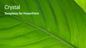  Presentation with green leaf - Slide set featuring simple bachground light colour agticulture - textured green leaf close up background and a  colored foreground