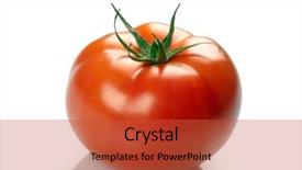  Presentation with tomato tissue culture - Audience pleasing presentation consisting of simple bachground light colour agticulture - tomato isolated on white background backdrop and a red colored foreground