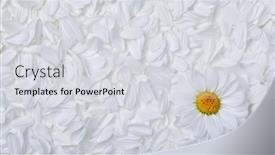  Presentation with soft white flower - Slide set featuring simple-background-of-soft-white background and a light gray colored foreground