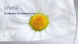  Presentation with soft white flower - PPT theme enhanced with simple-background-of-soft-white background and a sky blue colored foreground