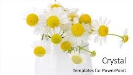  Presentation with wild flower in field of daisies - Presentation design consisting of simple beauty nature - beautiful daisies flowers in vase background and a white colored foreground