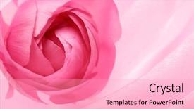  Presentation with pink satin - Slides featuring simple beauty nature - pink persian buttercup flower background and a lemonade colored foreground