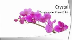  Presentation with drawing of pink lotus flower - Audience pleasing slide set consisting of simple border - pink streaked orchid flower backdrop and a white colored foreground