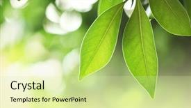  Presentation with simple green - Presentation design having simple colorful - beautiful fresh green leaves macro background and a blonde colored foreground