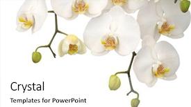  Presentation with orchid - Beautiful presentation featuring simple green - white orchid isolated on white backdrop and a white colored foreground